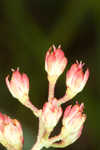 Coastal false asphodel